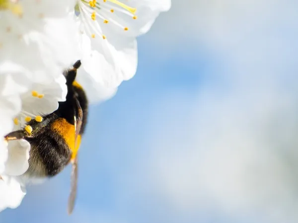 Hummel an weißen Blüten